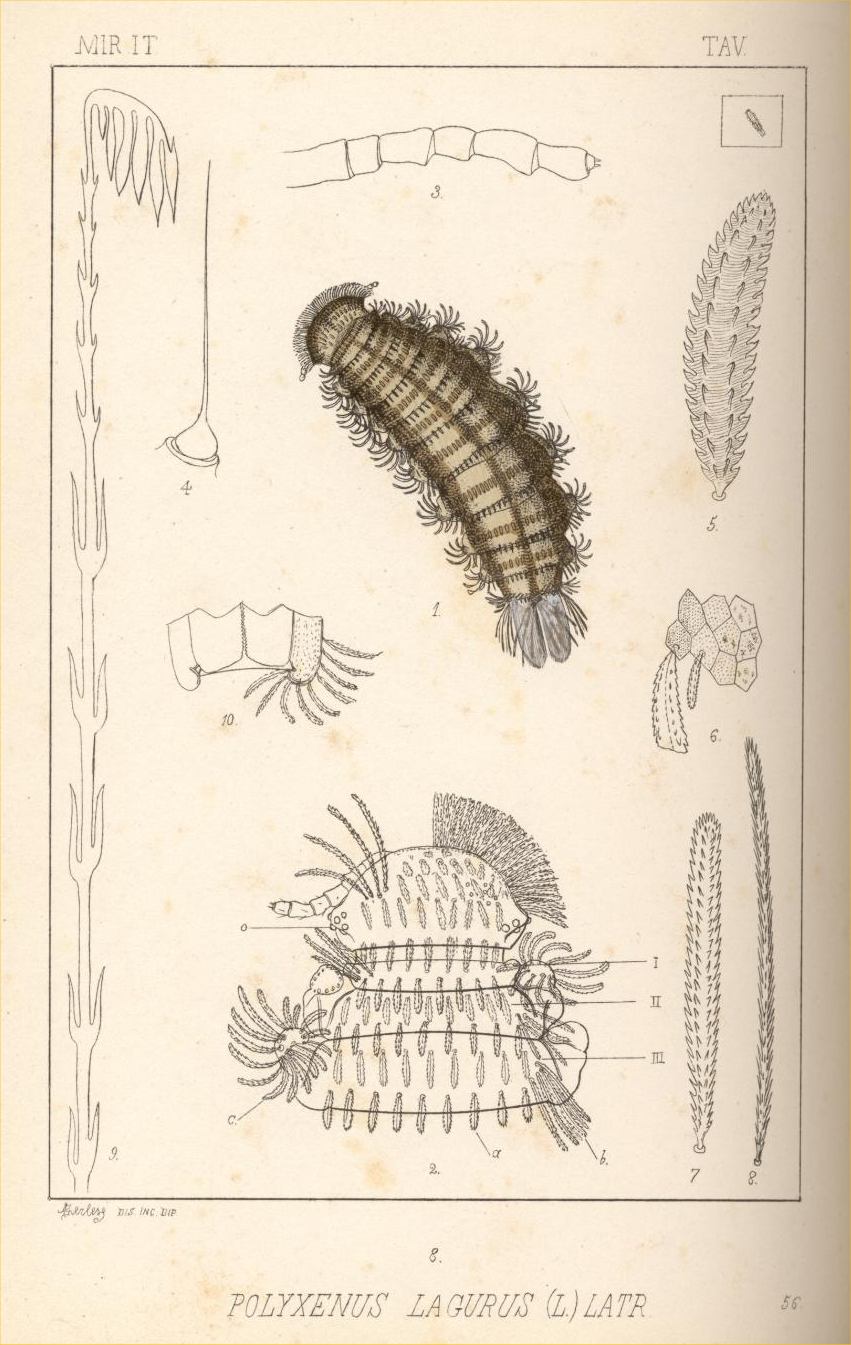 diplopode Polyxenus sp.